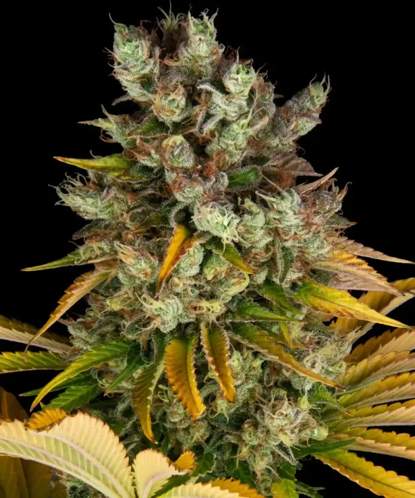 Detailed shot of a GMO Auto cola, emphasizing its heavy trichome coverage and vibrant color contrasts between the green and orange tones.