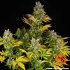 GMO strain displaying dense buds and vibrant green leaves for an impressive indoor cultivation experience.