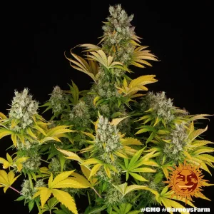 GMO strain displaying dense buds and vibrant green leaves for an impressive indoor cultivation experience.