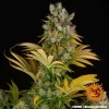 Close-up of GMO strain with lush leaves and resin-rich buds, ideal for indoor and outdoor growth.