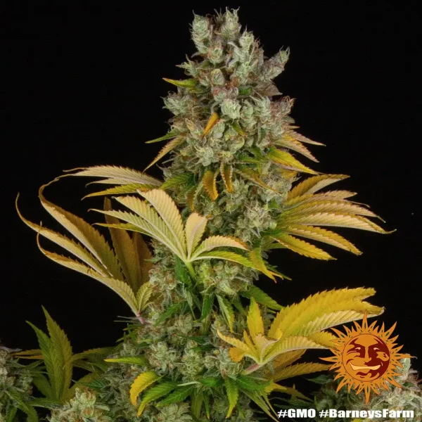 Close-up of GMO strain with lush leaves and resin-rich buds, ideal for indoor and outdoor growth.