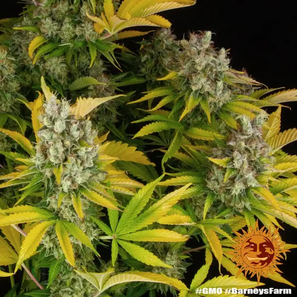 GMO strain plant with abundant buds and vibrant foliage, a visually striking cannabis variety.