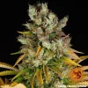 Resin-coated GMO strain buds with green and yellow leaves, a standout choice for growers