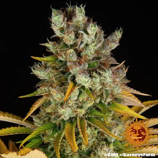 Resin-coated GMO strain buds with green and yellow leaves, a standout choice for growers