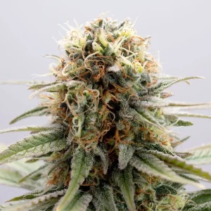 GSC strain (Girl Scout Cookies) covered in sparkling trichomes and vivid orange hairs, delivering a vibrant appearance.