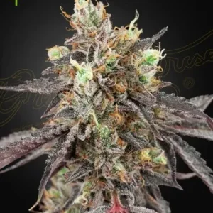 Frosty Gelato 41 x Gelato 41 Auto strain buds with a rich blend of green, purple, and orange hairs.