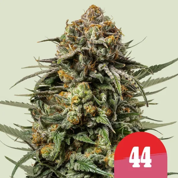 Gelato 44 - Tyson S