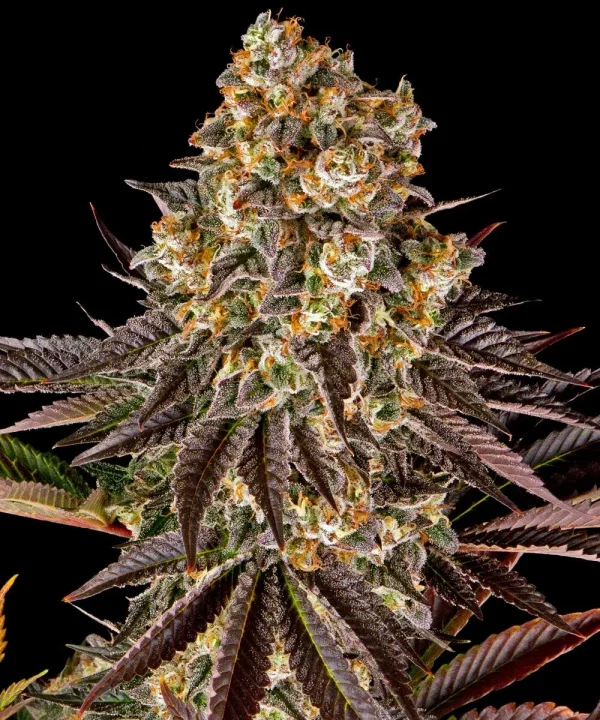 Close-up of a vibrant Gelato #45 Strain bud with rich trichome coverage and deep hues.