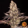 Flowering Gelato 45 strain plant displaying dense resin-covered buds and broad, healthy leaves.