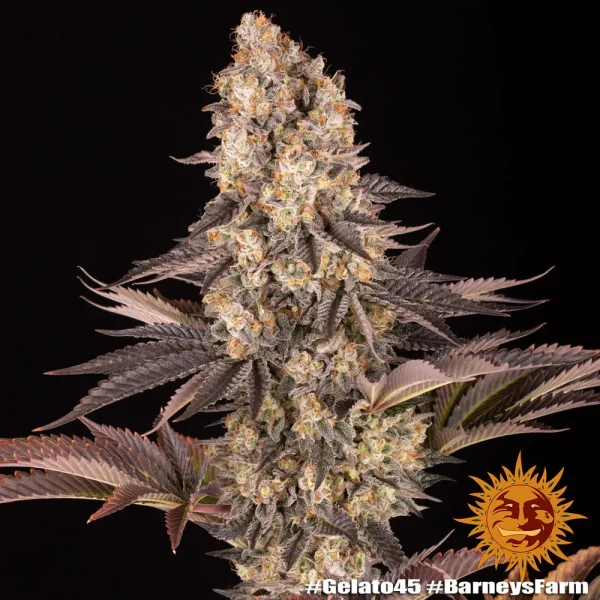 Flowering Gelato 45 strain plant displaying dense resin-covered buds and broad, healthy leaves.