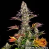 Full view of the Gelato #45 Strain plant with colorful foliage and prominent buds