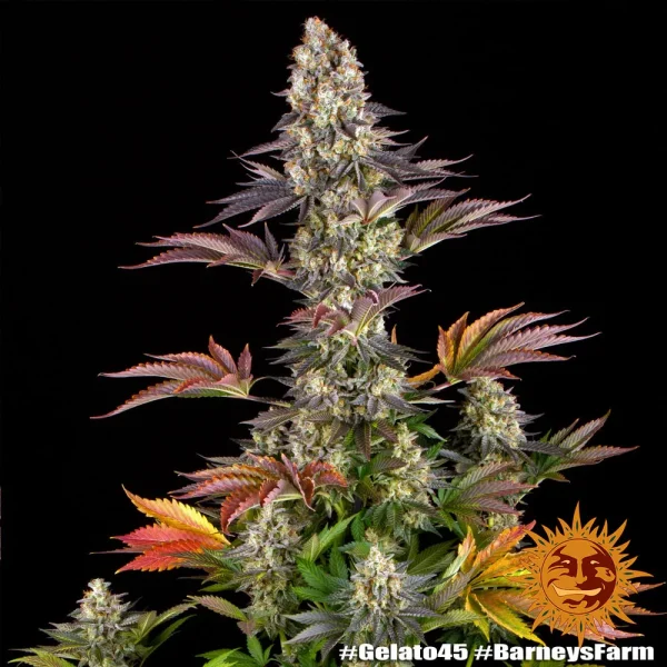 Full view of the Gelato #45 Strain plant with colorful foliage and prominent buds