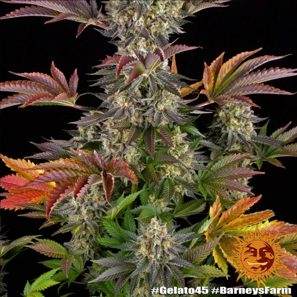 Gelato #45 Strain branches showcasing dense buds and an array of vivid, autumn-like colors.