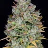 Gelato Auto plant featuring dense green buds with trichome frost and hints of purple against a black background