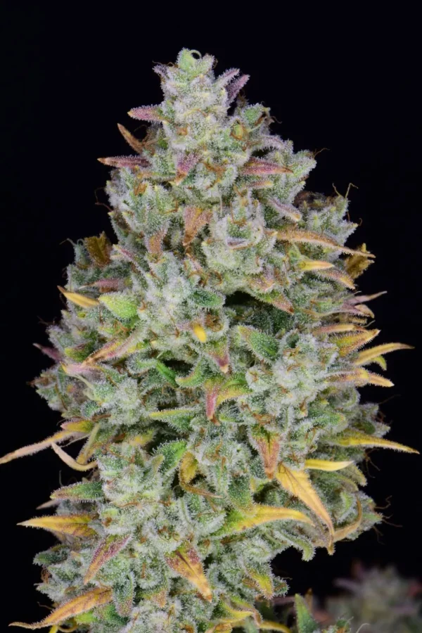 Gelato Auto plant featuring dense green buds with trichome frost and hints of purple against a black background