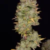 Close-up of Gelato Auto bud with vibrant colors and thick trichome layer, highlighting orange pistils.
