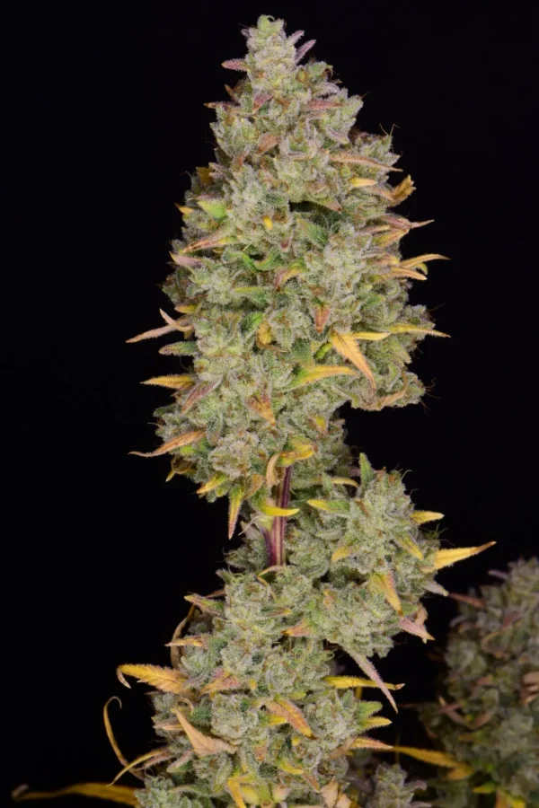 Close-up of Gelato Auto bud with vibrant colors and thick trichome layer, highlighting orange pistils.