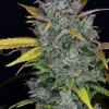 Gelato Auto bud with a mix of green and purple hues, covered in sparkling trichomes against a dark background.
