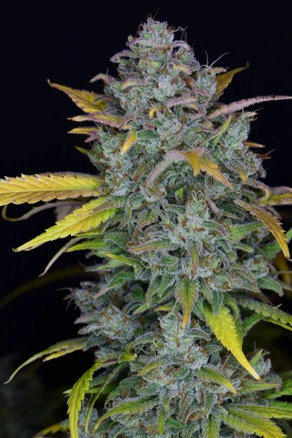 Gelato Auto bud with a mix of green and purple hues, covered in sparkling trichomes against a dark background.