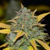 Gelato Auto bud displaying bright orange hairs and dense frosty trichomes, with yellow and green leaves.
