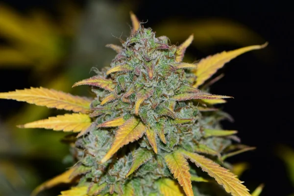 Gelato Auto bud displaying bright orange hairs and dense frosty trichomes, with yellow and green leaves.