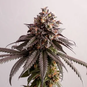 Gelato K strain with vibrant purple hues and dense trichome-covered buds