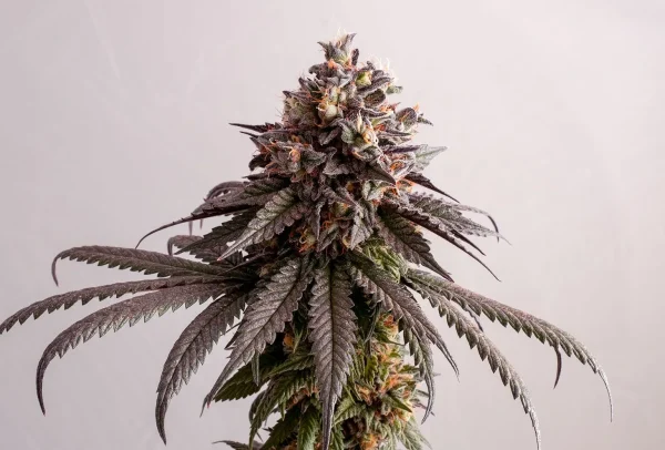 Gelato K strain with vibrant purple hues and dense trichome-covered buds