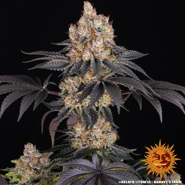 Close-up of Gelato Strain showcasing its dense buds covered in frosty trichomes and dark, purplish leaves.