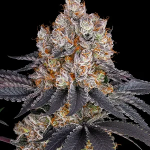 Gelato Strain displaying its vibrant orange pistils intertwined among rich, resinous buds.