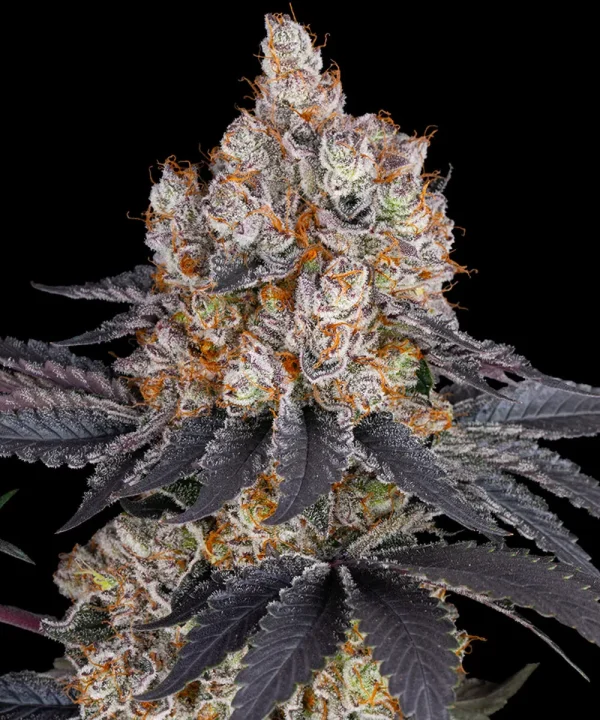 Gelato Strain displaying its vibrant orange pistils intertwined among rich, resinous buds.