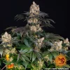 Flowering Gelato strain plant displaying resinous buds and broad, healthy foliage.