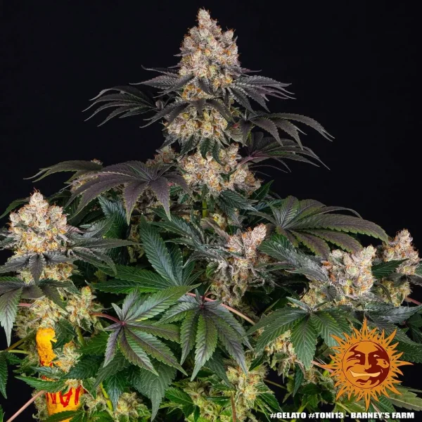 Flowering Gelato strain plant displaying resinous buds and broad, healthy foliage.
