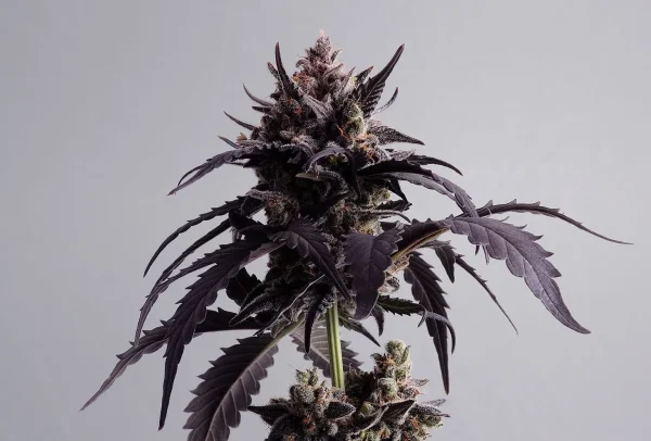 Ginger Punch Auto Strain showcasing bright orange pistils and a frosty resin coat.