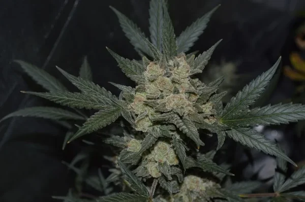 Girl Scout Cookies Auto bud covered in sparkling trichomes and surrounded by fan leaves in a grow tent.