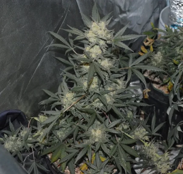 Girl Scout Cookies Auto plant showcasing resinous buds and lush green foliage against a white wall.