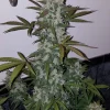 Close-up of Girl Scout Cookies Auto bud with vibrant trichomes and hints of purple under soft lighting