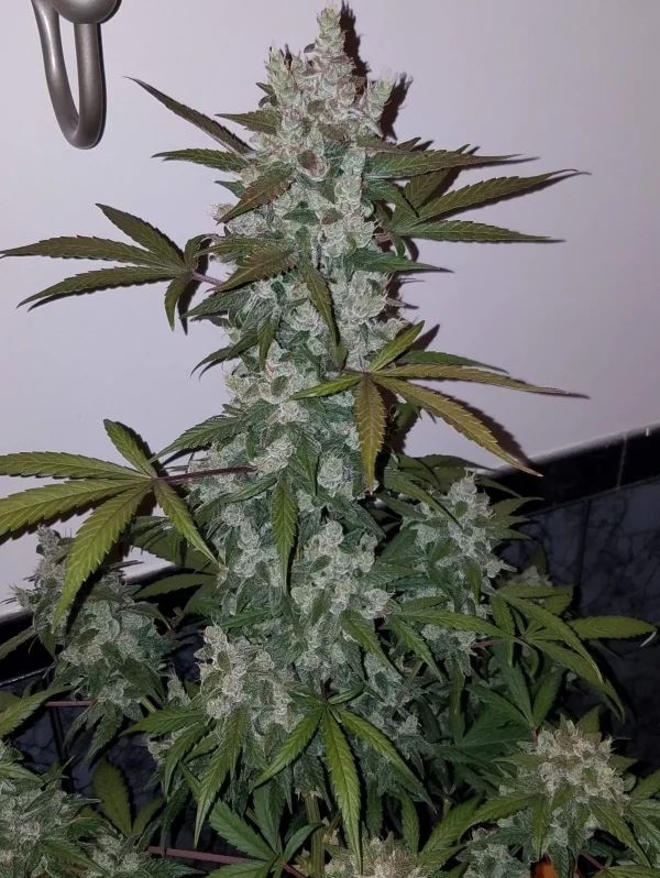 Close-up of Girl Scout Cookies Auto bud with vibrant trichomes and hints of purple under soft lighting