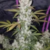 Girl Scout Cookies Auto plant with dense, frosty buds, and broad green leaves against a black background
