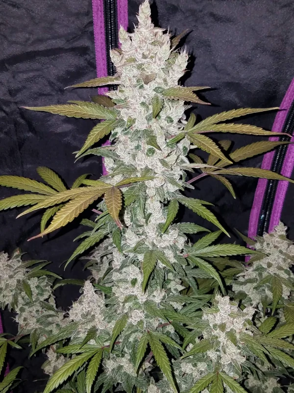 Girl Scout Cookies Auto plant with dense, frosty buds, and broad green leaves against a black background