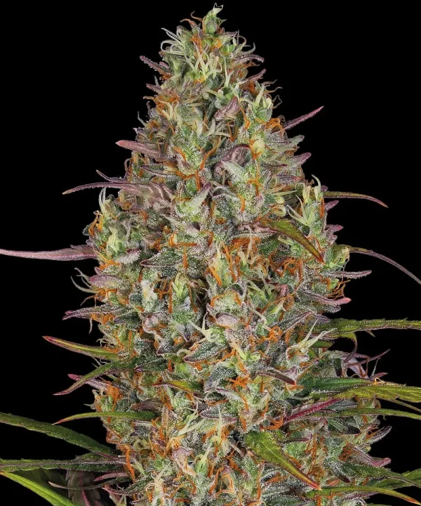 Close-up of trichome-rich Glue Gelato Auto Strain bud with a dense structure and vivid orange pistils.
