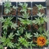 Glue Gelato Auto Strain plants in pots, showcasing lush green foliage in early growth stages.