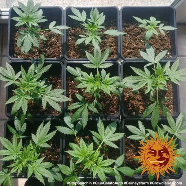 Glue Gelato Auto Strain plants in pots, showcasing lush green foliage in early growth stages.