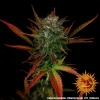 Glue Gelato Auto Strain showcasing vibrant red-tinted leaves and frosty trichome coverage.
