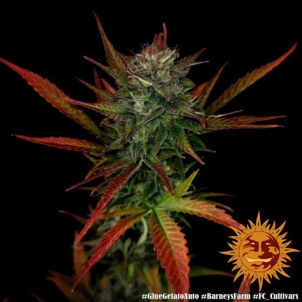 Glue Gelato Auto Strain showcasing vibrant red-tinted leaves and frosty trichome coverage.