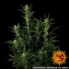 Glue Gelato strain showcasing dense, trichome-covered buds with vibrant green hues and orange pistils.