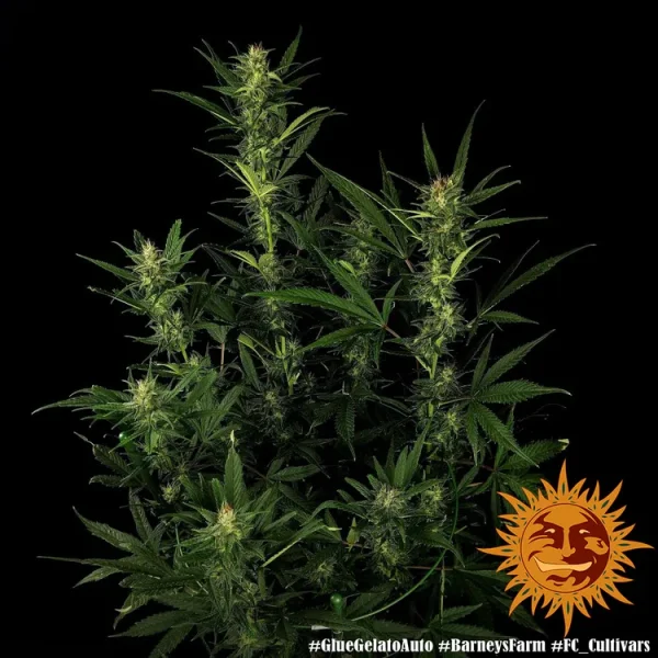 Glue Gelato strain showcasing dense, trichome-covered buds with vibrant green hues and orange pistils.