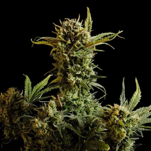 Gnomo Auto Strain cannabis plant with lush buds under natural lighting.