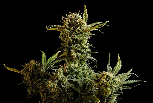 Gnomo Auto Strain cannabis plant with lush buds under natural lighting.