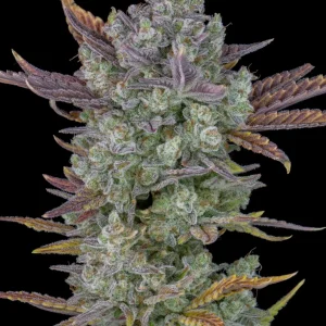 Gorilla Cookies Auto plant with dense buds, frosty trichomes, and lush foliage in a grow tent setting.