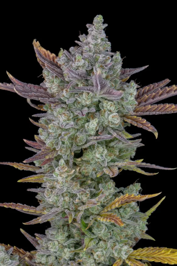Gorilla Cookies Auto plant with dense buds, frosty trichomes, and lush foliage in a grow tent setting.